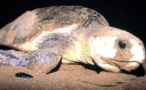 BUNDY BEAUTY: Mother Nature can be as engrossing and exciting as any theme park or adventure, as evidenced during turtle season at Mon Repos. BUNDY BEAUTY: Mother Nature can be as engrossing and exciting as any theme park or adventure, as evidenced during turtle season at Mon Repos.